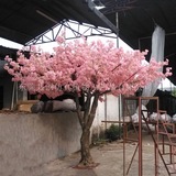 樱花树3.5米