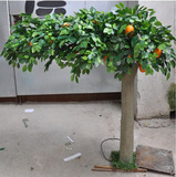 橙子樹