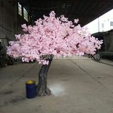2.5米樱花树