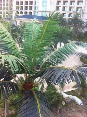 室外椰子树
