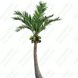弯杆椰子树